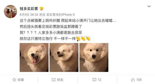 神烦狗吃瓜愣住,揭秘网络热梗背后的故事