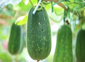 不能煮着吃的瓜,探索非食瓜的多样魅力