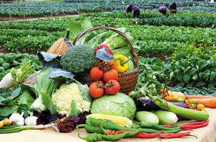 天水蔬菜头条新闻,丰收季来临，市场前景广阔