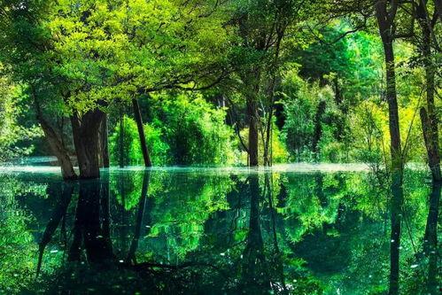 雨林生存人今日头条,揭秘今日头条上的真实丛林求生记