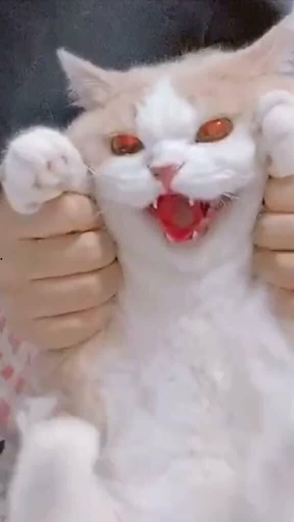 网红小猫爆料视频,揭秘幕后故事